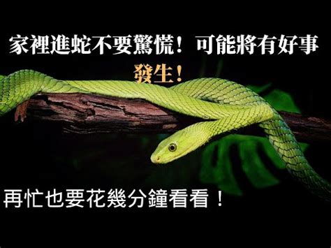 蛇到家裡|【家裡有蛇 代表】家中驚現蛇跡！代表吉兆還是凶兆？